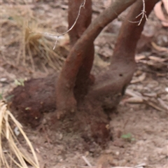 Monotoca scoparia at Manton, NSW - 10 Jan 2025