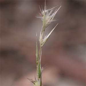 Rytidosperma sp. (Wallaby Grass) at Manton, NSW by ConBoekel