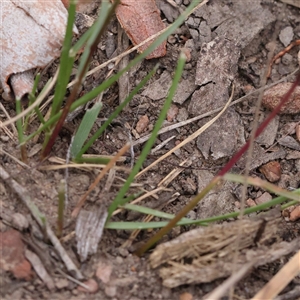 Rytidosperma sp. at Manton, NSW - 10 Jan 2025 09:15 AM