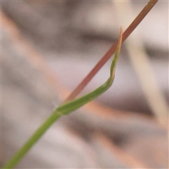 Rytidosperma sp. at Manton, NSW - 10 Jan 2025 09:15 AM