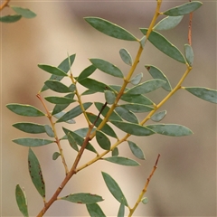 Acacia buxifolia subsp. buxifolia (Box-leaf Wattle) at Manton, NSW - 10 Jan 2025 by ConBoekel