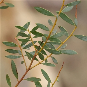 Acacia buxifolia subsp. buxifolia at Manton, NSW - 10 Jan 2025