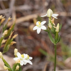 Centaurium tenuiflorum (Branched Centaury) at Manton, NSW - 9 Jan 2025 by ConBoekel