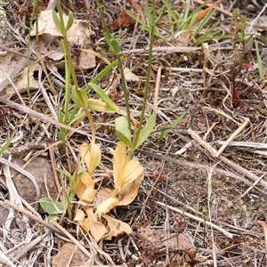 Centaurium erythraea at Manton, NSW - 10 Jan 2025 09:23 AM