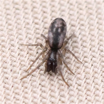 Paramatachia sp. (genus) (A desid or intertidal spider) at Manton, NSW - 10 Jan 2025 by ConBoekel