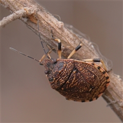 Platycoris sp. (genus) (A Stink Bug) at Manton, NSW - 9 Jan 2025 by ConBoekel