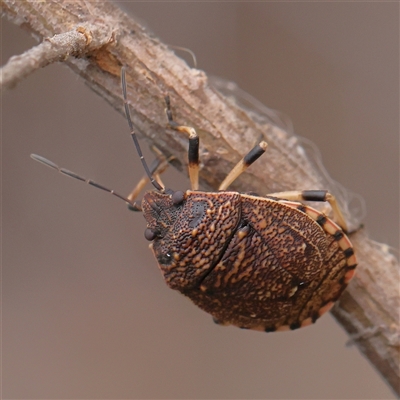 Platycoris sp. (genus) (A Stink Bug) at Manton, NSW - 9 Jan 2025 by ConBoekel