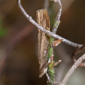 Faveria tritalis (Couchgrass Webworm) at Manton, NSW by ConBoekel