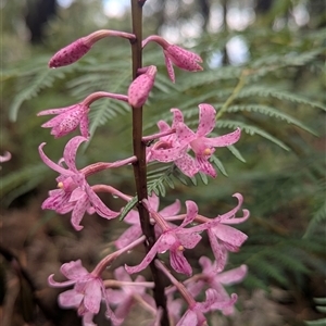 Dipodium roseum at Paddys River, ACT - 12 Jan 2025