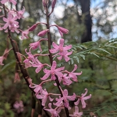 Dipodium roseum at Paddys River, ACT - 12 Jan 2025