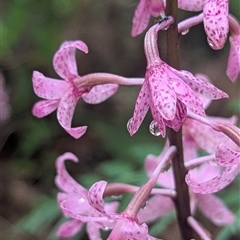 Dipodium roseum at Paddys River, ACT - suppressed