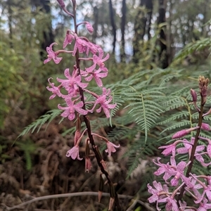 Dipodium roseum at Paddys River, ACT - 12 Jan 2025