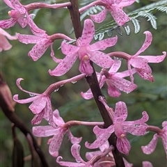 Dipodium roseum at Paddys River, ACT - 12 Jan 2025