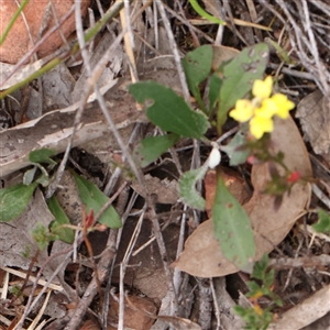 Goodenia hederacea at Manton, NSW - 10 Jan 2025 09:41 AM