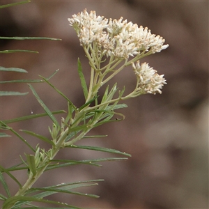 Cassinia longifolia (Shiny Cassinia, Cauliflower Bush) at Manton, NSW by ConBoekel