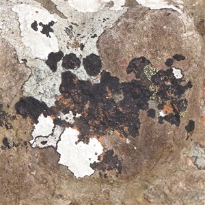 Unidentified Lichen at Manton, NSW by ConBoekel