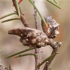Hakea decurrens (Bushy Needlewood) at Manton, NSW - 10 Jan 2025 by ConBoekel