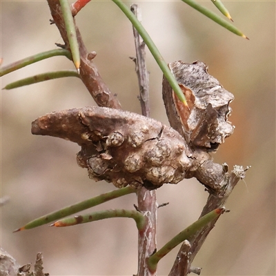 Hakea decurrens (Bushy Needlewood) at Manton, NSW - 10 Jan 2025 by ConBoekel