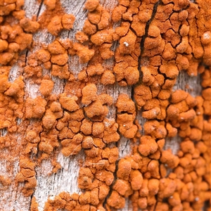 Unidentified Lichen at Manton, NSW by ConBoekel