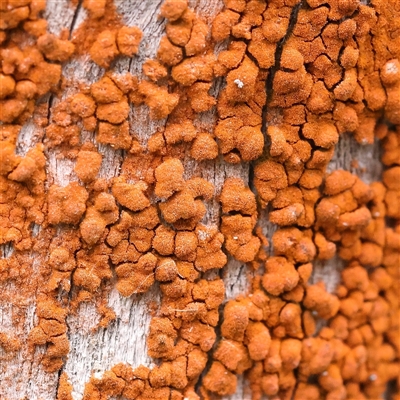 Unidentified Lichen at Manton, NSW - 9 Jan 2025 by ConBoekel