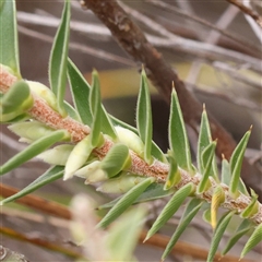Melichrus urceolatus (Urn Heath) at Manton, NSW - 10 Jan 2025 by ConBoekel