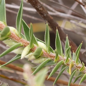 Melichrus urceolatus (Urn Heath) at Manton, NSW by ConBoekel