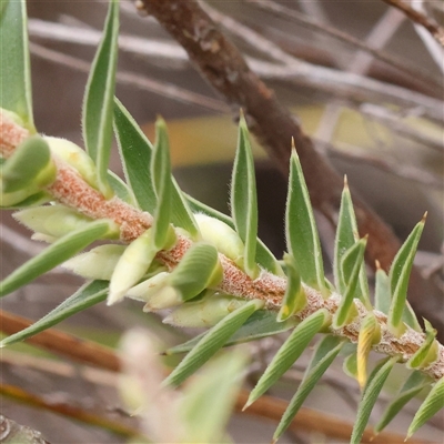 Melichrus urceolatus (Urn Heath) at Manton, NSW - 10 Jan 2025 by ConBoekel