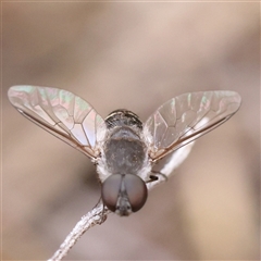 Villa sp. (genus) (Unidentified Villa bee fly) at Manton, NSW - 9 Jan 2025 by ConBoekel