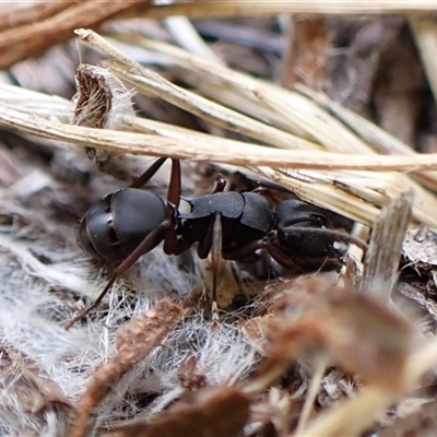 Polyrhachis sp. (genus) (A spiny ant) at Cook, ACT - 11 Jan 2025 by CathB