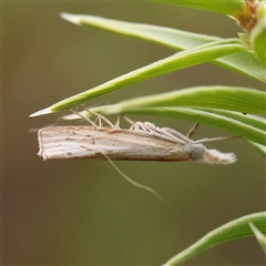 Culladia cuneiferellus (Crambinae moth) at Manton, NSW - 9 Jan 2025 by ConBoekel