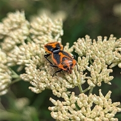 Agonoscelis rutila (Horehound bug) at Kambah, ACT - 12 Jan 2025 by Rebeccajgee