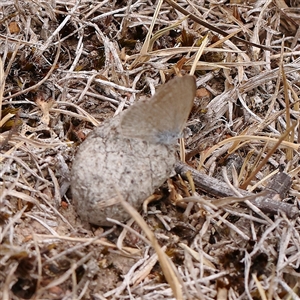 Zizina otis (Common Grass-Blue) at Manton, NSW by ConBoekel