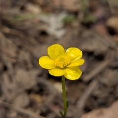 Ranunculus sp. (Buttercup) at Kambah, ACT - 12 Jan 2025 by Rebeccajgee