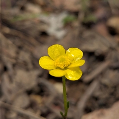 Ranunculus sp. (Buttercup) at Kambah, ACT - 12 Jan 2025 by Rebeccajgee