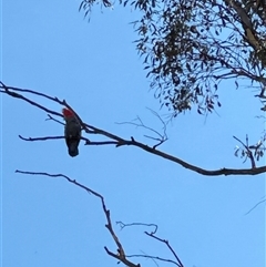 Callocephalon fimbriatum (Gang-gang Cockatoo) at Red Hill, ACT - 12 Jan 2025 by KarinNeufeld