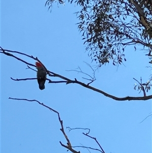 Callocephalon fimbriatum (Gang-gang Cockatoo) at Red Hill, ACT by KarinNeufeld