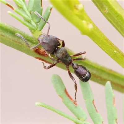 Rhytidoponera metallica (Greenhead ant) at Manton, NSW - 10 Jan 2025 by ConBoekel