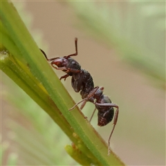 Rhytidoponera metallica at Manton, NSW - 10 Jan 2025 10:04 AM