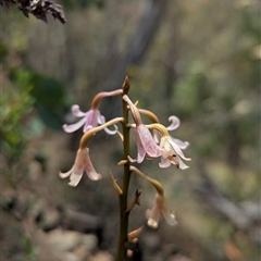 Dipodium roseum (Rosy Hyacinth Orchid) at Kambah, ACT - 12 Jan 2025 by Rebeccajgee