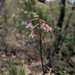 Dipodium roseum at Kambah, ACT - suppressed