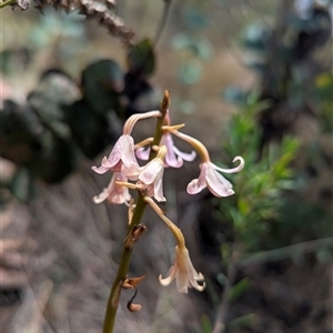 Dipodium roseum at Kambah, ACT - suppressed