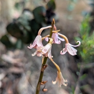 Dipodium roseum at Kambah, ACT - suppressed