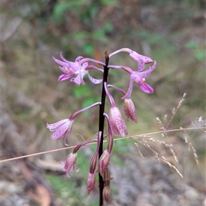 Dipodium roseum at Paddys River, ACT - 12 Jan 2025