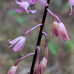 Dipodium roseum at Paddys River, ACT - suppressed