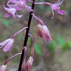 Dipodium roseum at Paddys River, ACT - 12 Jan 2025