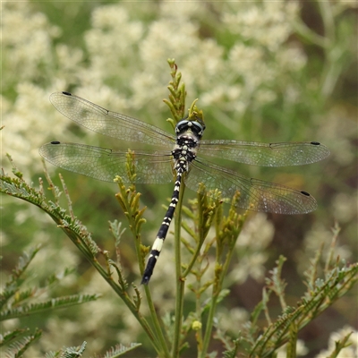 Parasynthemis regina (Royal Tigertail) at Manton, NSW - 10 Jan 2025 by ConBoekel