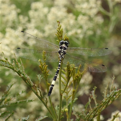 Unidentified Dragonfly (Anisoptera) at Manton, NSW - 9 Jan 2025 by ConBoekel