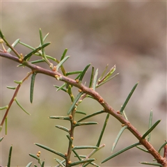 Acacia genistifolia (Early Wattle) at Manton, NSW - 9 Jan 2025 by ConBoekel