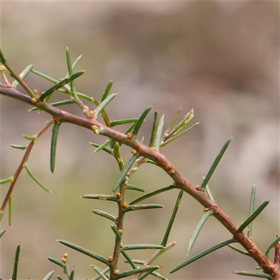 Acacia genistifolia (Early Wattle) at Manton, NSW - 10 Jan 2025 by ConBoekel