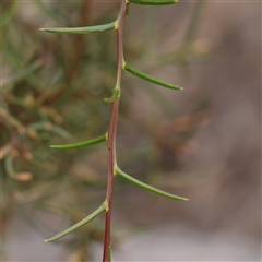 Acacia genistifolia at Manton, NSW - 10 Jan 2025 10:10 AM